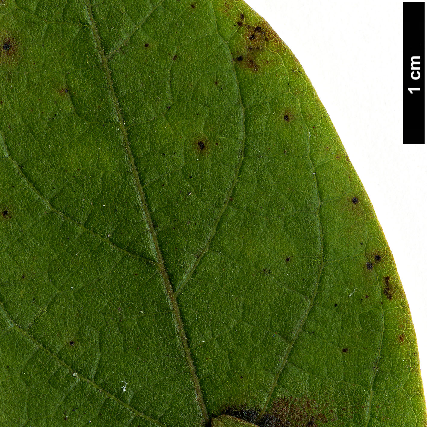 High resolution image: Family: Lauraceae - Genus: Litsea - Taxon: moupinensis - SpeciesSub: var. szechuanica